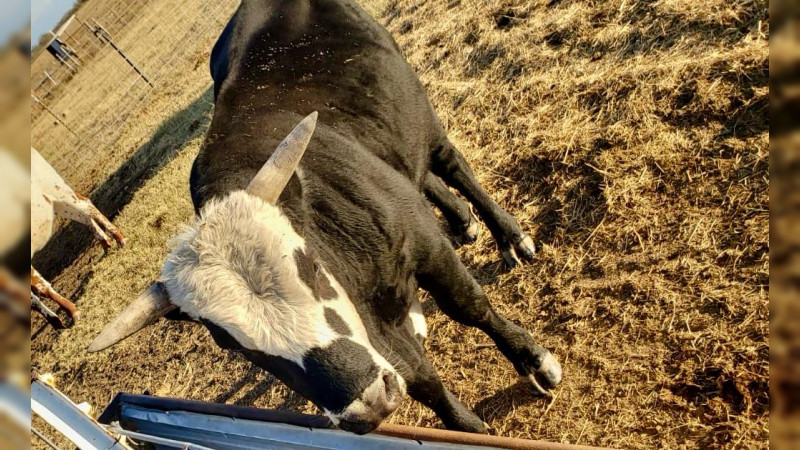 La alarma continúa: se registra segundo caso de gusano barrenador en Querétaro, ¿qué medidas tomarán las autoridades para proteger la salud pública?