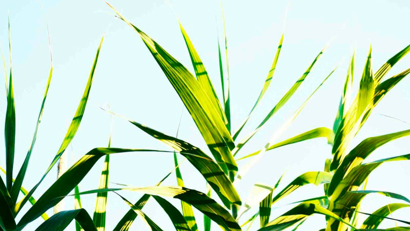 Países Unidos para una Energía Sostenible: Alianza de más de 20 Países, incluyendo México, apunta a cuadruplicar el uso de biocombustibles y impulsar la lucha contra el cambio climático.